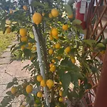 Lemon House Montebelluna