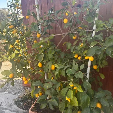 Lemon House