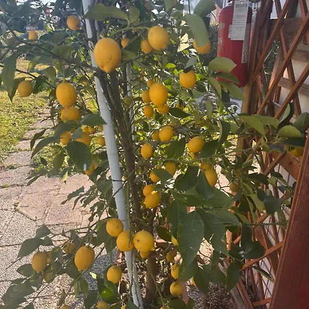 Lemon House 몬테벨루나