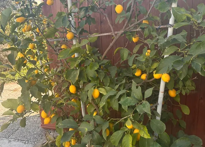 Lemon House