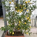 Lemon House 3* Montebelluna