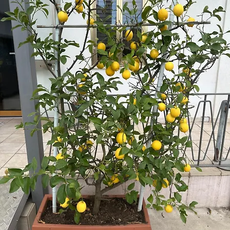 Lemon House * Montebelluna