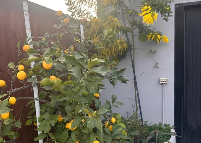 Casa de hóspedes Lemon House *