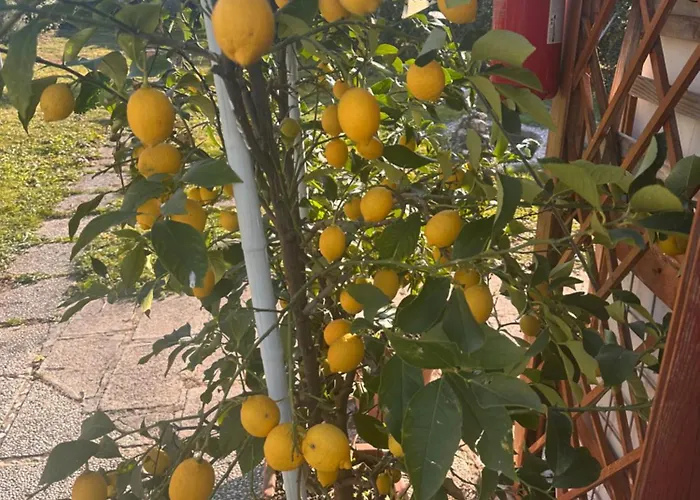 Lemon House Montebelluna