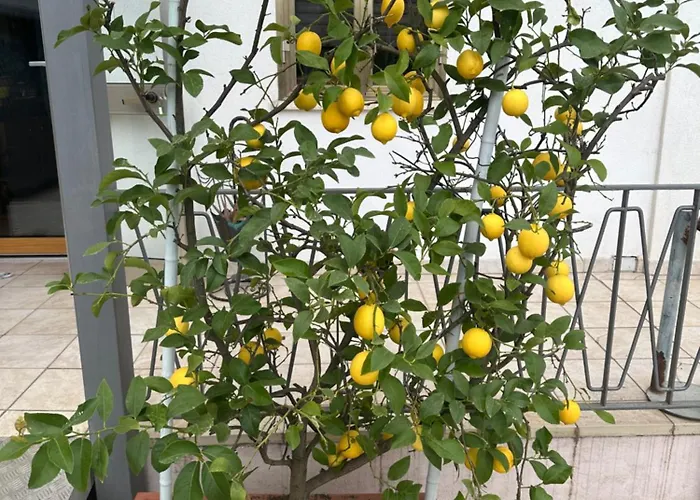 Lemon House * Montebelluna